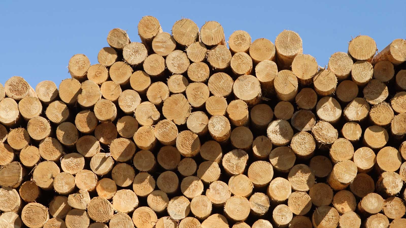 Nội thất chung cư nên làm gỗ gì